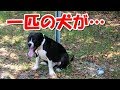犬が捨てられる場所に！手書きのメモと一緒に捨てられたピットブル
