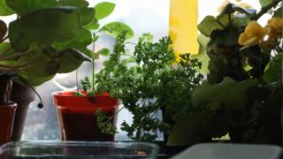 breakdancing pot plant... kind of