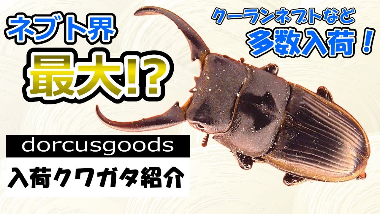 6/22~7/5の入荷クワガタ紹介、17種類！【82mmインド産アンタエウス