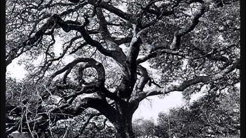 Ivan Pakhota - The Tree