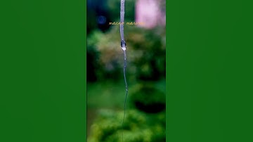 upclose with water droplet ASMR part2.. #asmr #shorts #macro #water #closeup #drop #youtubeshorts