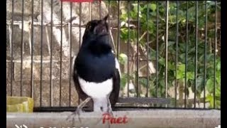 Apapun KACERNYA, BAKAL NYAUT GACOR EMOSI, Dengan Kicau Kacer GACOR EMOSI PANAS INI