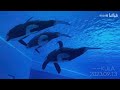 Chimelong spaceship killer whale clips