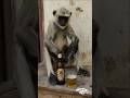 क्योंकि दारू 🥃 पीने के बाद जावानी में मर जाते हैं #comedy #funny #video #monkey #wine