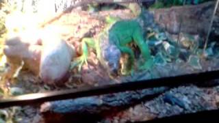 Corn Snake Iguana