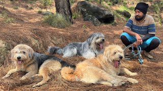 Pure Baan Gaddi Dogs | India’s Rarest Mountain Dog Breed 