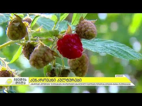 კენკროვანი კულტურების ბაღების გაშენება წახალისდება   დეტალები იმედის დილაში