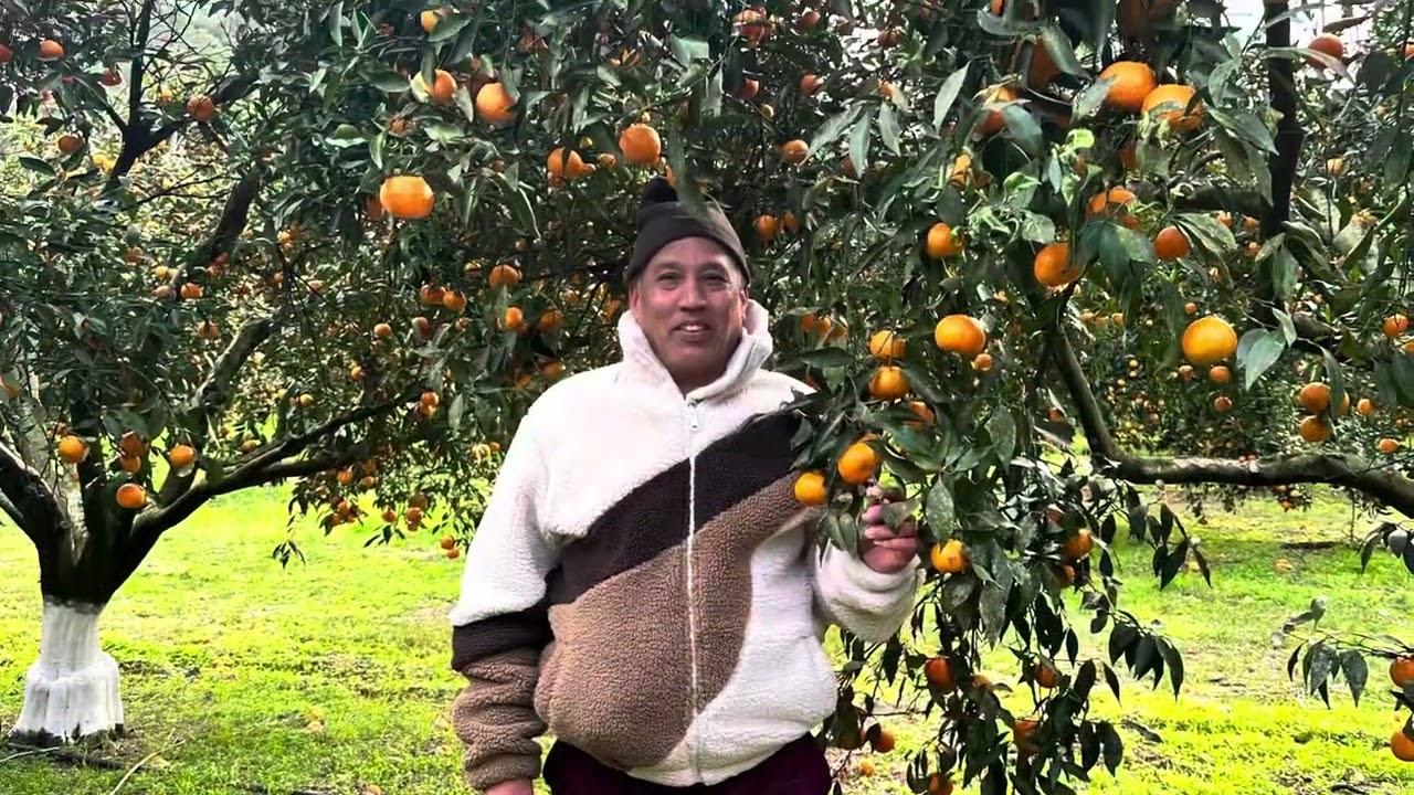 A day in mandarin farm !!! 