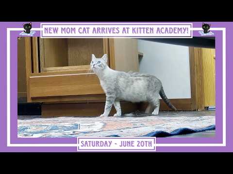 New Mom Cat Arrives at Kitten Academy! - Saturday June 20th.