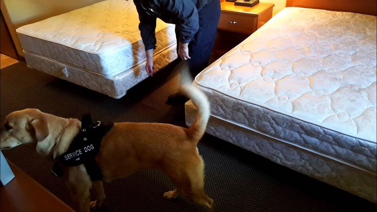 Bed Bug Detection Dog In Action Prochem Proactive YouTube
