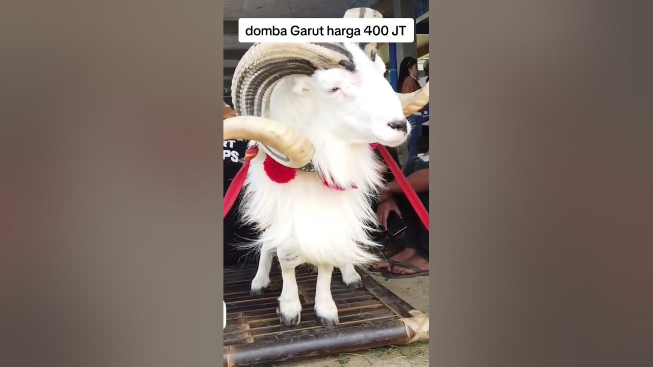 HARGA DOMBA GARUT 400 JUTA #TANDUK MEWAH #dombagarut #dombagarutkontes  #dombaunggul #DOMBAADU - YouTube