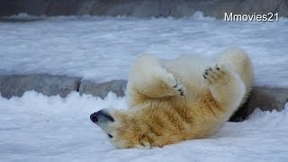 雪の上を滑るマルルとポロロ~Polar Bear cubs slide on the snow