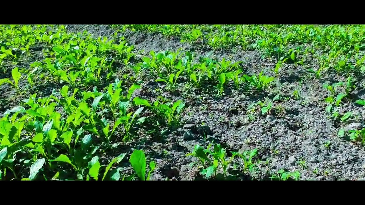 Kheti Bari Indian pharma companies Kishan