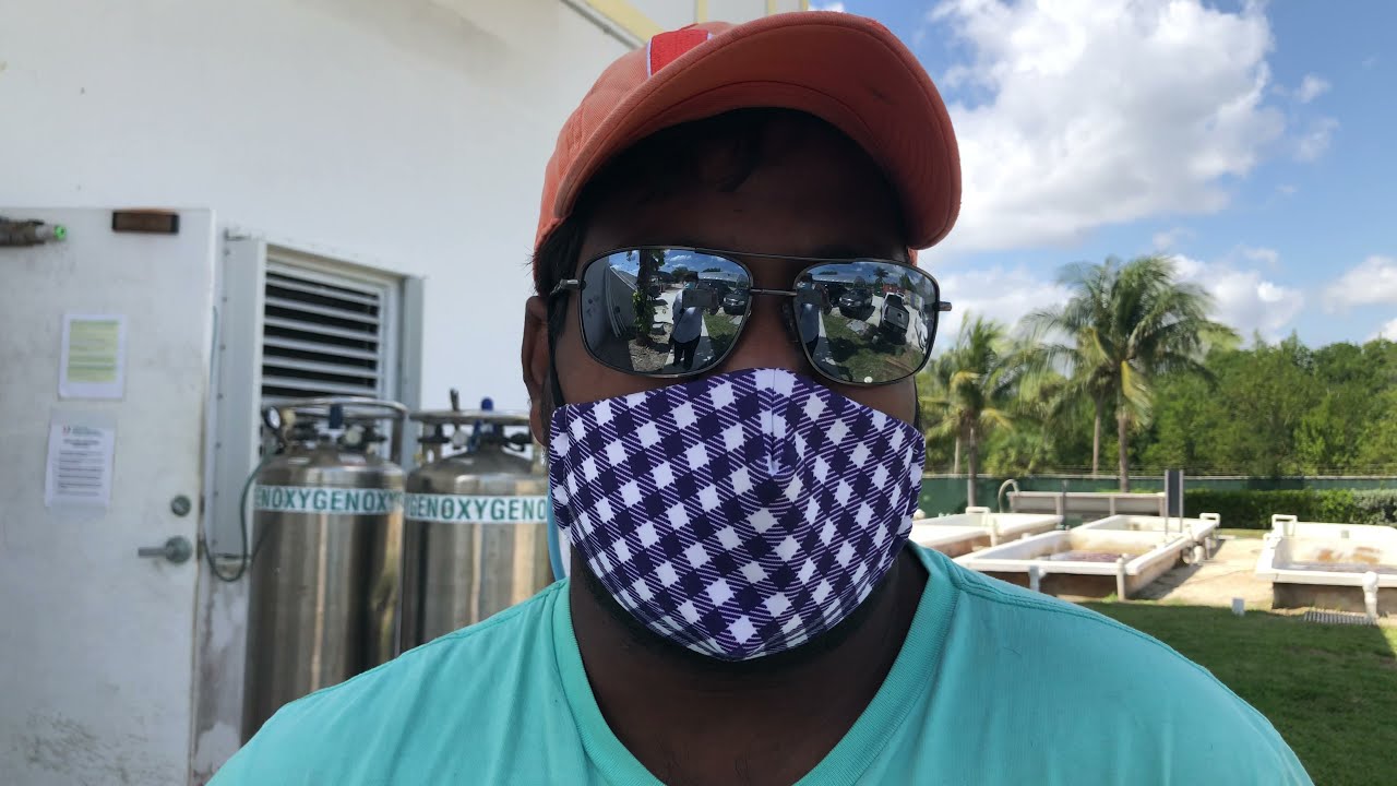 Aquaculture Species Spotlight: Japanese (Olive) Flounder