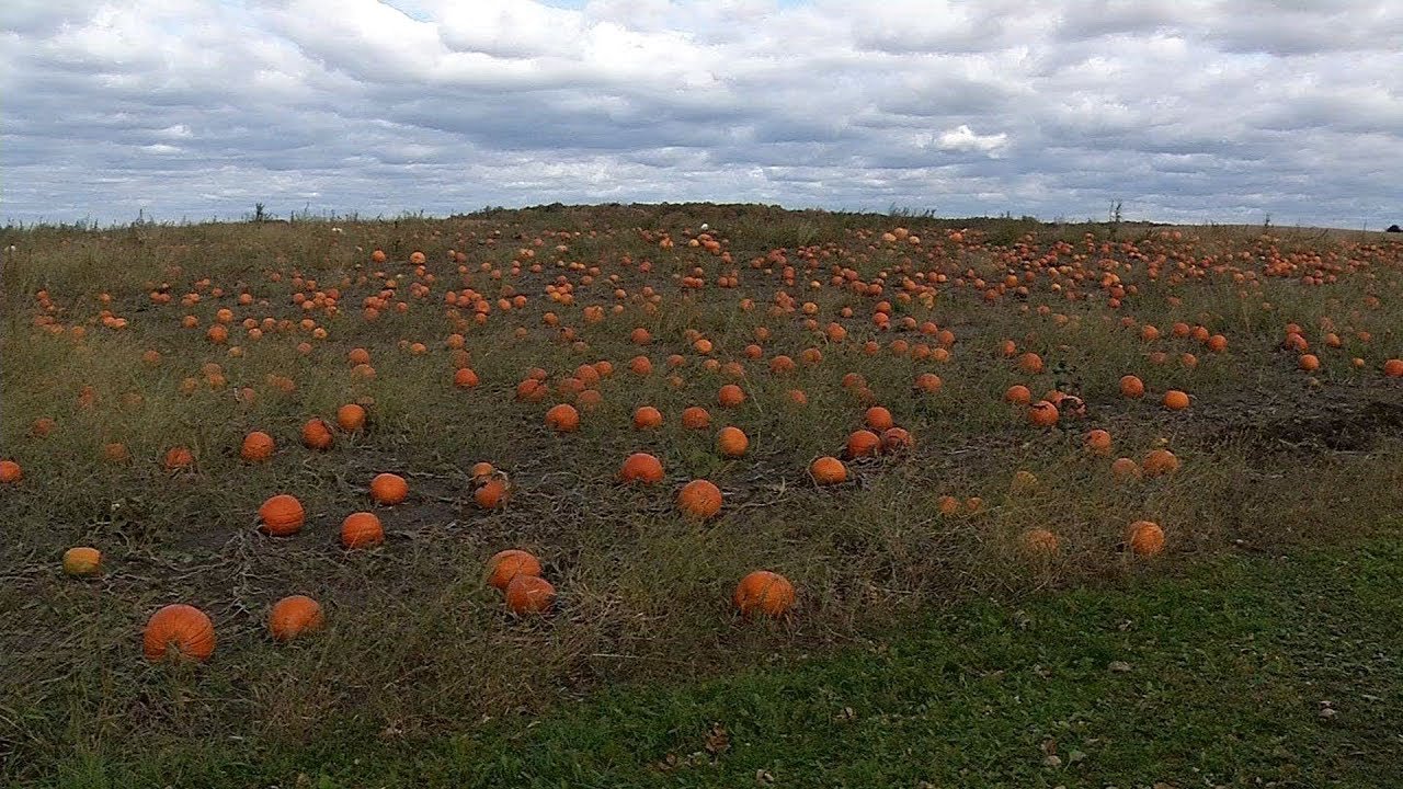 MEA School Break a Perfect Time for Pumpkin Patch Visitors center for reproductive rights