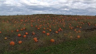 MEA School Break a Perfect Time for Pumpkin Patch Visitors