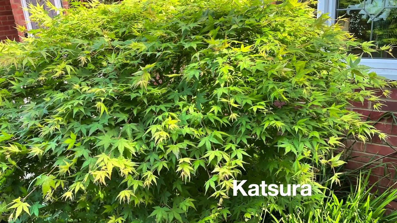 Japanese Maples May/Oct 2022