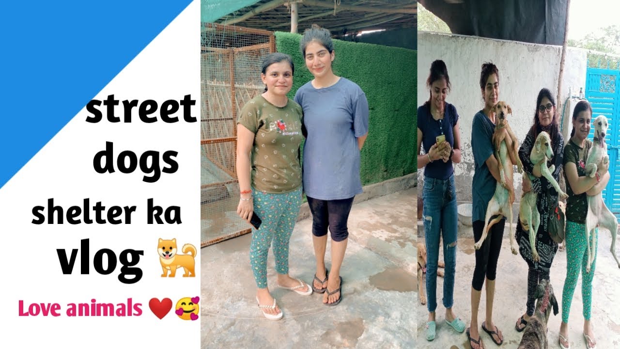 visit to street dog shelter 🐕/shelter In Delhi /Dil ka sukoon 🐾 ️ YouTube