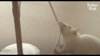 Genius And Obedient Rat Perfectly Follows A Man's Tricky Orders! | Kritter Klub