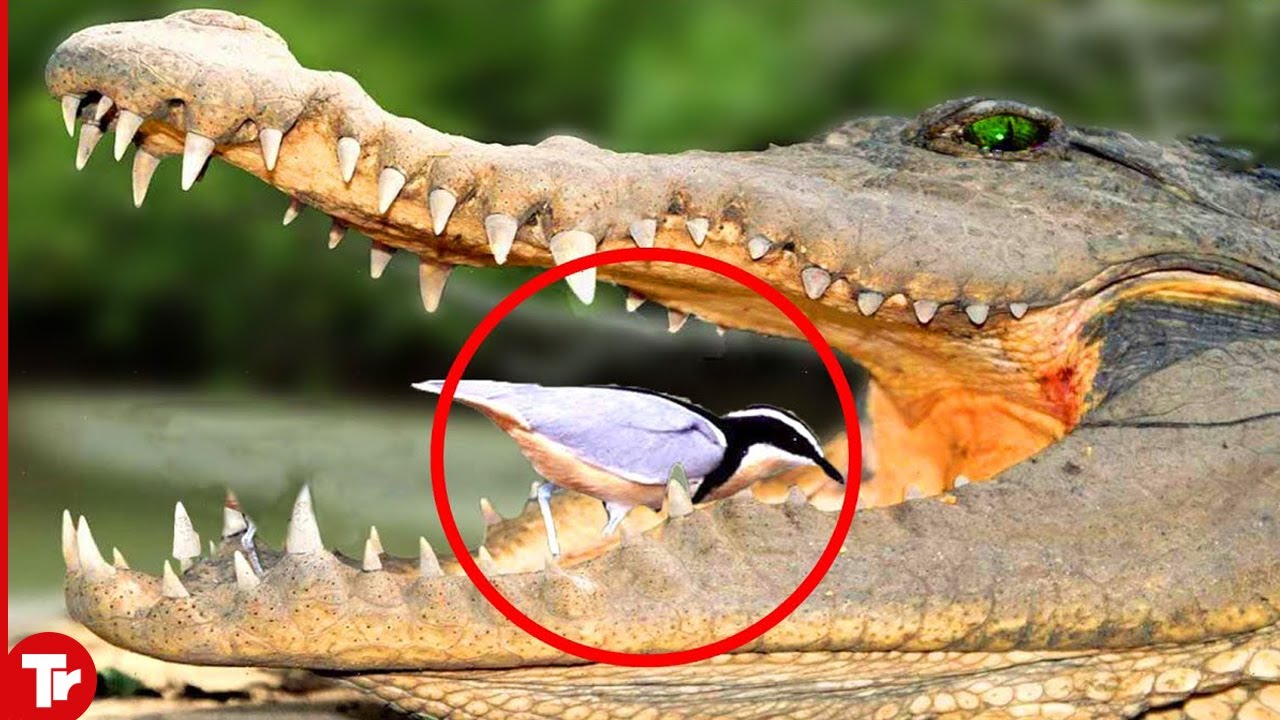 Crocodiles Would Never Eat This Bird
