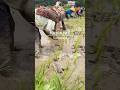 音が気持ちいいランテパオの田植え #shorts #インドネシア#スラウェシ#加藤旅具店