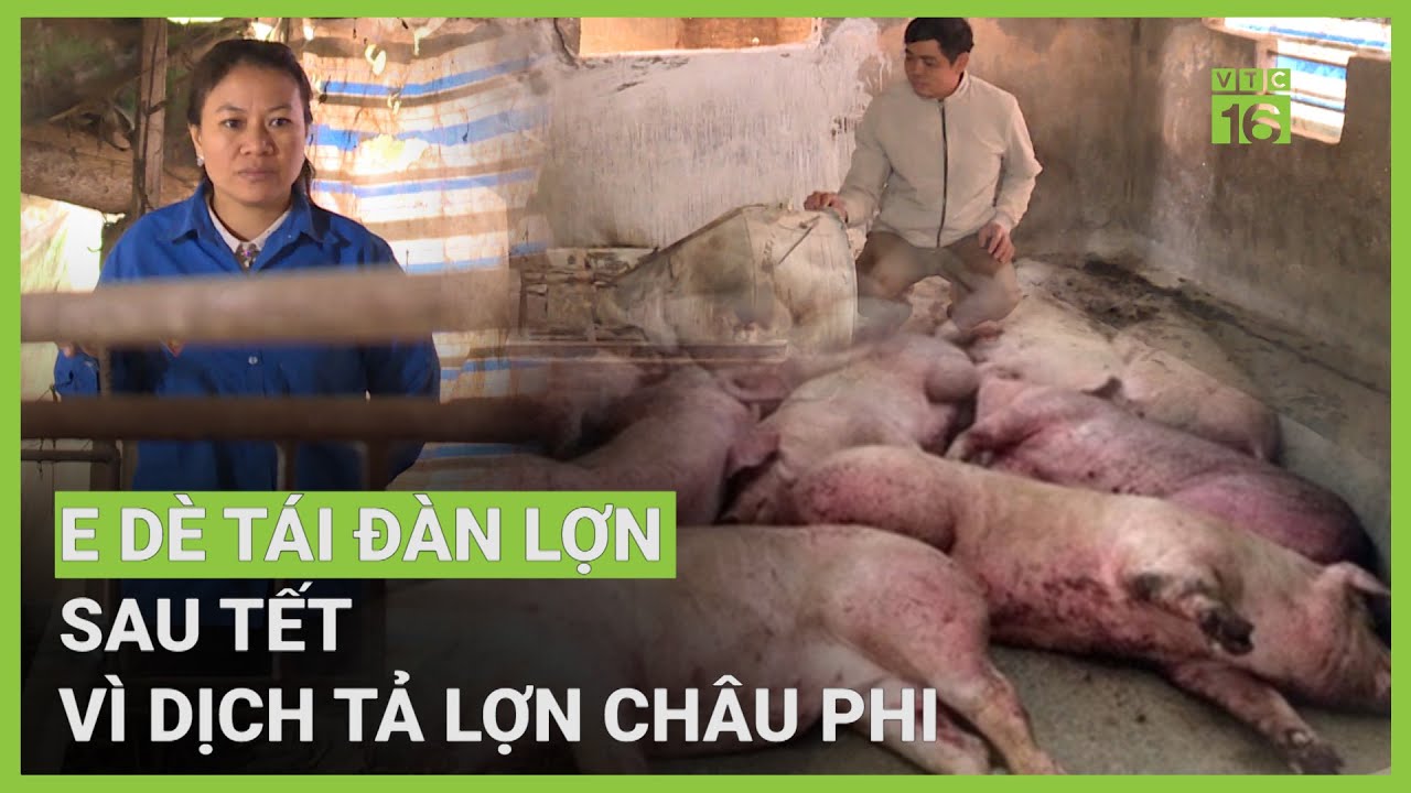 Thảo dược lên men - “Khắc tinh” dịch tả lợn Châu Phi | VTC16