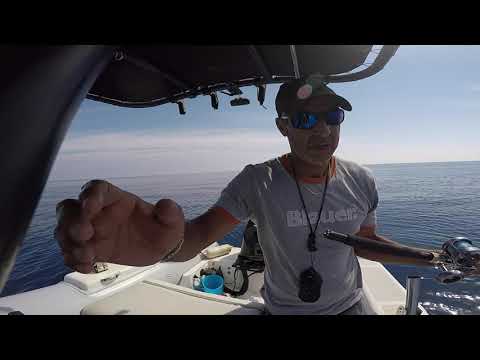 Traina con il vivo Charter Pesca Palermo corazziere di fine estate