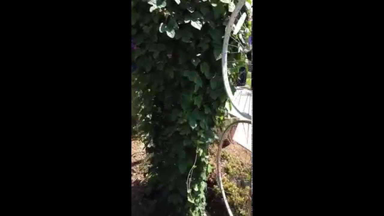 Bicycle Wheel Trellis - How To white shoes