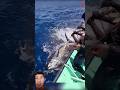 strike ikan tuna