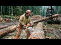 Chainsaw Masters vs Giant Timber | Extreme Forestry Fails, Precision Cuts &amp; Heavy Logging Power