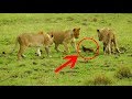 When Four Lions Tried To Prey Upon A Mongoose, The Creature’s Response Left Photographers Awestruck