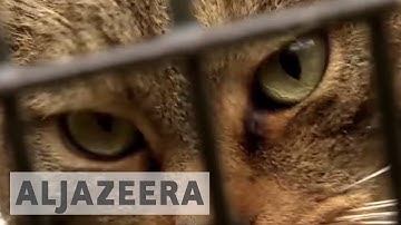 Wolves, red squirrels make a comeback in Scotland