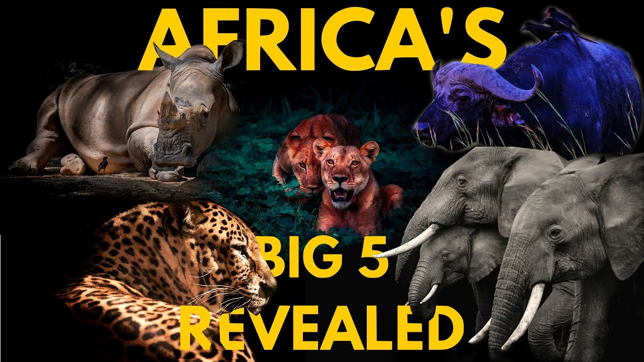 What Are The BIG 5 Animals Of Africa Big Five Animals travel nature What Are The BIG 5 Animals Of Africa Big Five Animals travel nature
