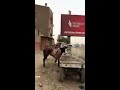 حكاية أثر جبخانة محمد علي باشا اسطبل عنتر مخزن البارود والسلاح في عهد محمد علي حكاية أثر جبخانة محمد علي باشا اسطبل عنتر مخزن البارود والسلاح في عهد محمد علي