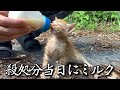 殺処分寸前の子猫にミルクを与えました。【保護猫】