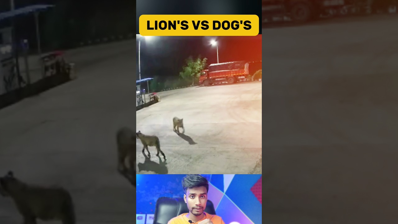 Unbelievable! Lion Entered Residential Area & Attacks On Dog