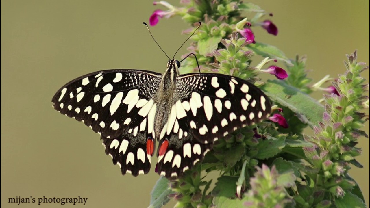 Beautiful butterflies of Bangladesh YouTube