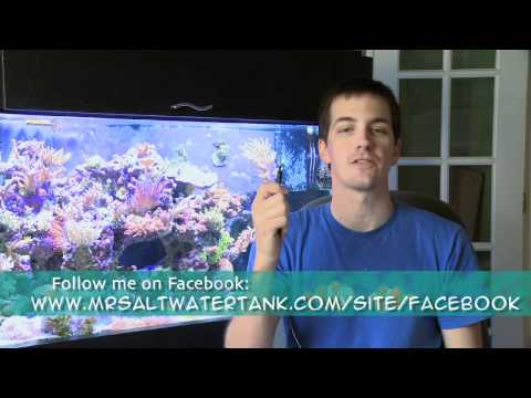 Mr. Saltwater Tank TV Friday Am Quick Tip #53: Stop Me In My Tracks