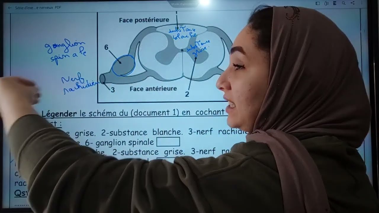 Système nerveux 3AC تصحيح جميع الجهويات