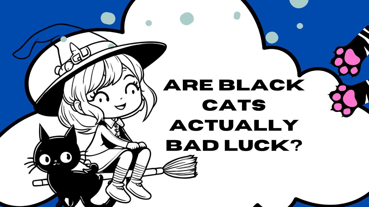 Are Black Cats Actually Bad Luck? YouTube