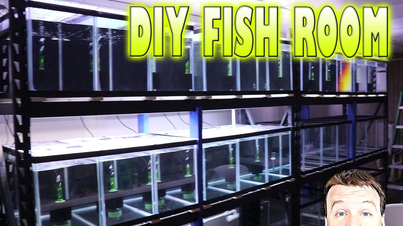 Simple DIY Feeder Fish Breeding Setup Care Guide | atelier-yuwa.ciao.jp
