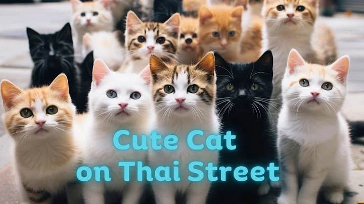 Watch the video about Cute Cat on Thai Street #cats #catvideos #cute #catlover #funnycats
