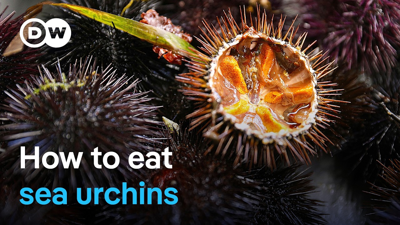 Sea urchins are a delicacy in France: Would you try them?