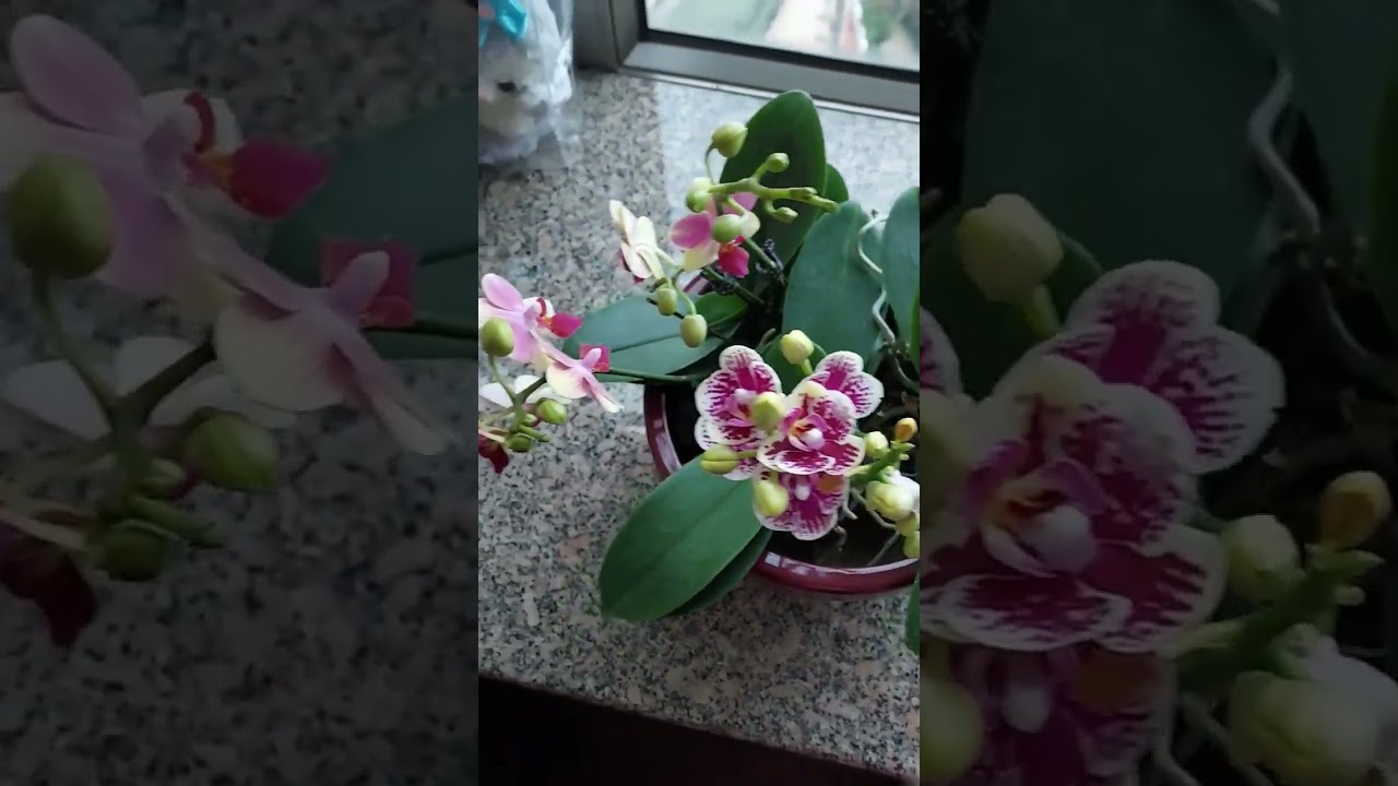 pink orchids 