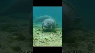 Adopting Orphans, Which Is A Remarkable Existence In The Animal World