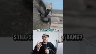 Are they even a different species at this point?