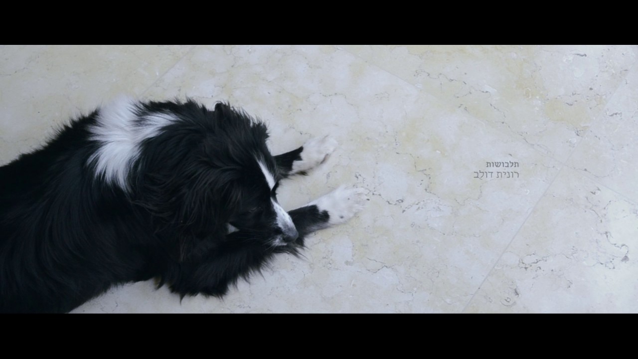 מלנכוליה וכלב Melancholy & A Dog YouTube