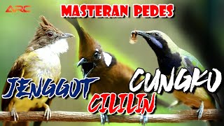 CUCAK JENGGOT - CUNGKO - CILILIN