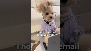 How the email found me #noodlesthepooch #thecorporatecanine #officehumor