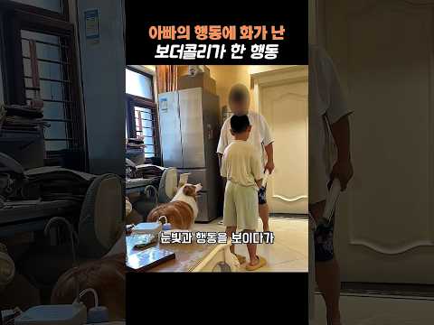 아빠의 행동에 화가 난 <strong>보더콜리</strong> #<strong>보더콜리</strong> #강아지 #강아지쇼츠